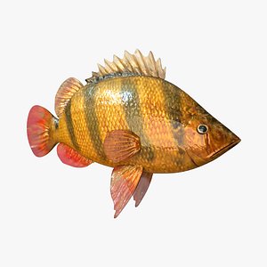 Tiger  Fish