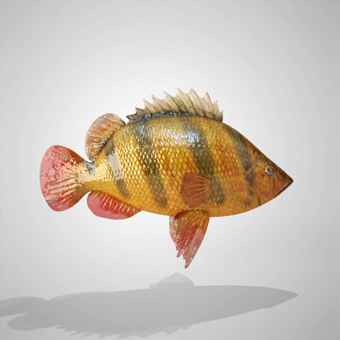 3dsmax tiger fish https://p.turbosquid.com/ts-thumb/f7/W4GGJq/Hoss1Uhi/tigrefish_00008/jpg/1355840988/1920x1080/fit_q87/c65619a2e1d574b8b1b2d7a3b419d5113e7e8239/tigrefish_00008.jpg