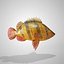 Tiger  Fish