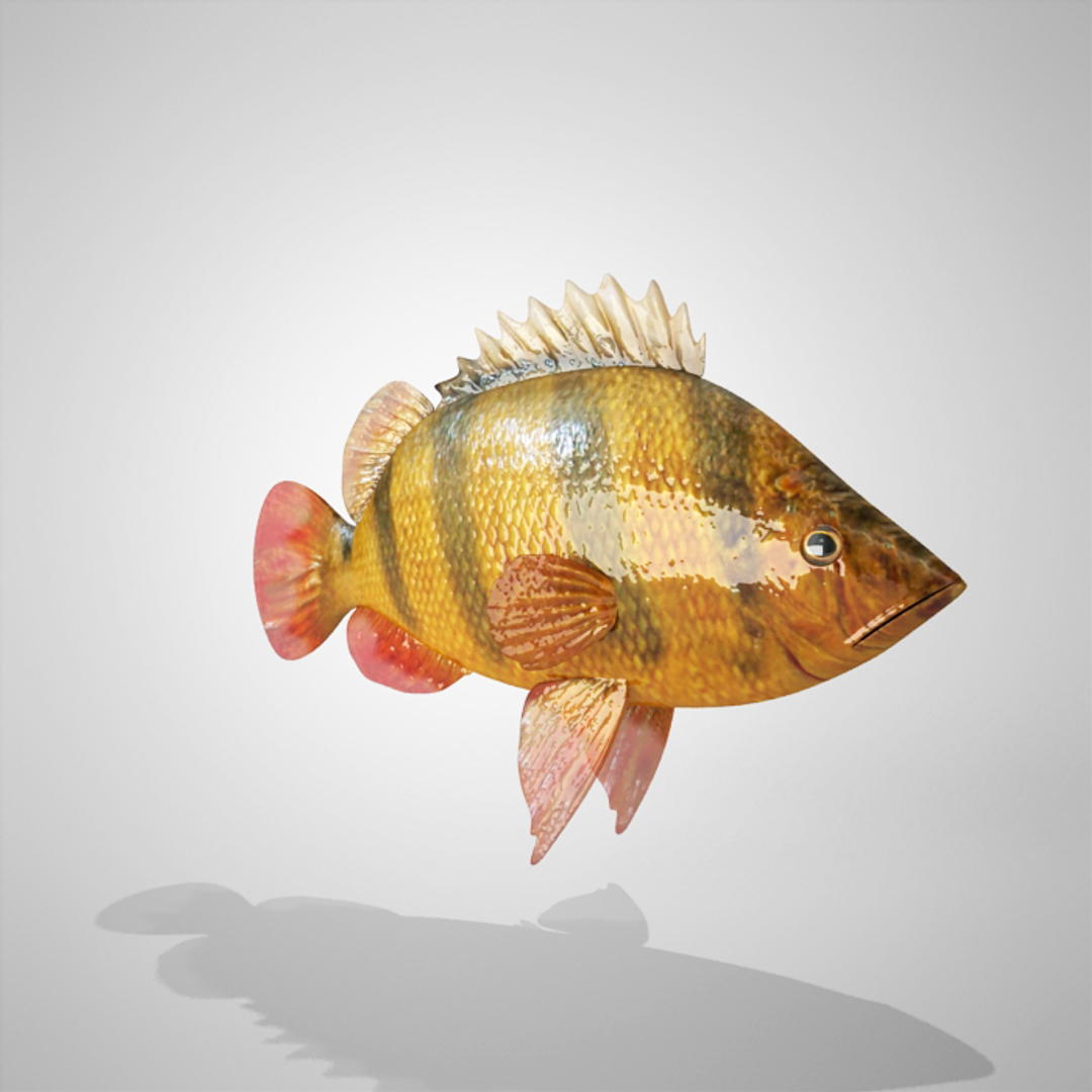 3dsmax tiger fish https://p.turbosquid.com/ts-thumb/f7/W4GGJq/ILvpJayi/tigrefish/jpg/1355827701/1920x1080/turn_fit_q99/dc607dcbd16fa1818741522ea8ebca4293d08de6/tigrefish-1.jpg