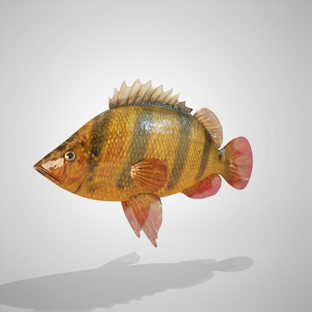 3dsmax tiger fish https://p.turbosquid.com/ts-thumb/f7/W4GGJq/KzsOOy9Y/tigrefish_00047/jpg/1355840988/1920x1080/fit_q87/e5dea2f7a7900cae442c47d74ca44e53929e180b/tigrefish_00047.jpg