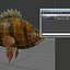 Tiger  Fish