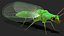Chrysopidae Insect Green Lacewing