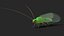 Chrysopidae Insect Green Lacewing