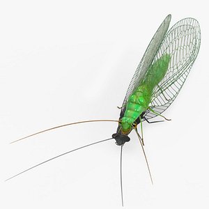 Chrysopidae Insect Green Lacewing