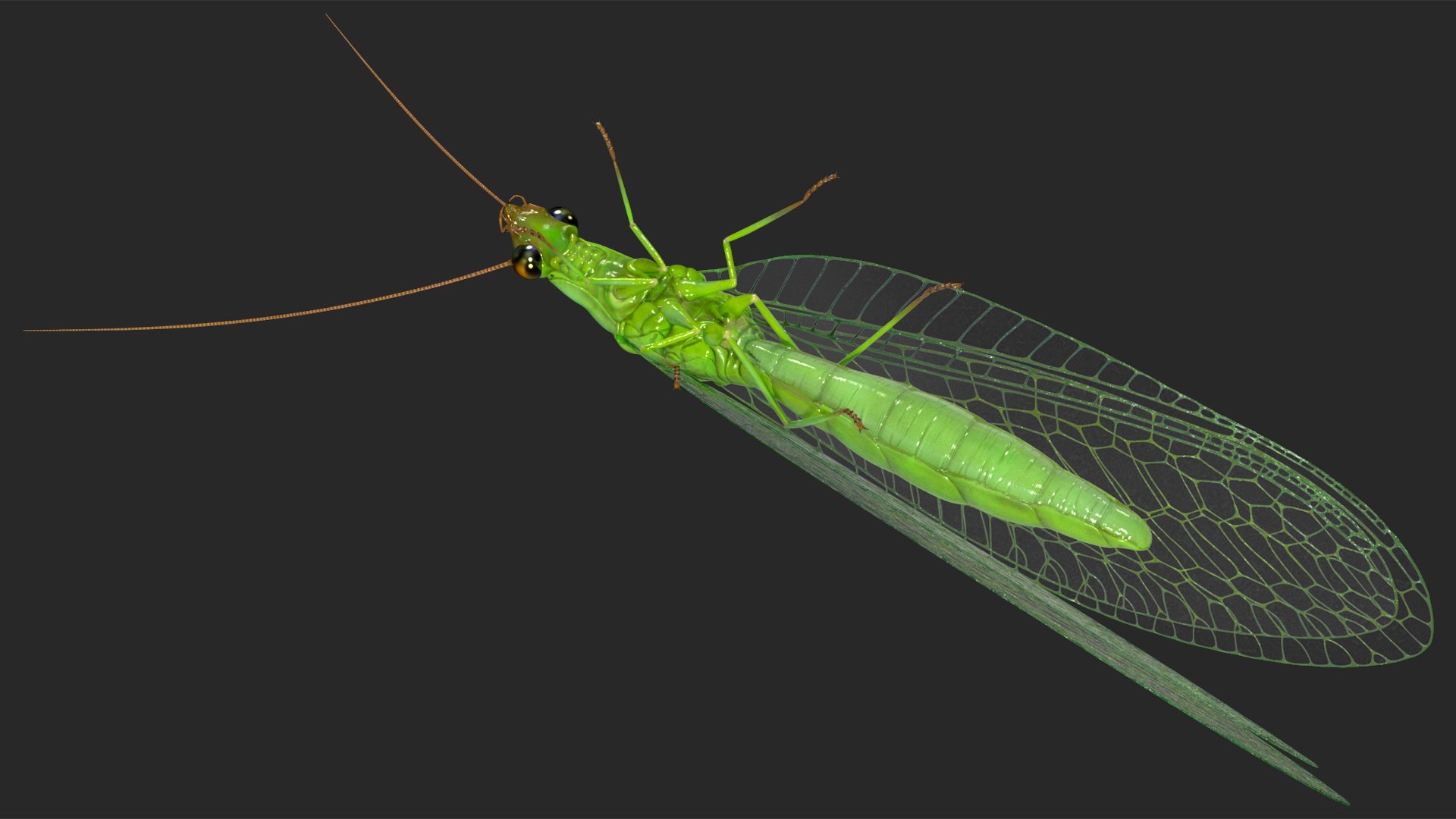 Chrysopidae Insect Green Lacewing 3D Model - TurboSquid 2164977