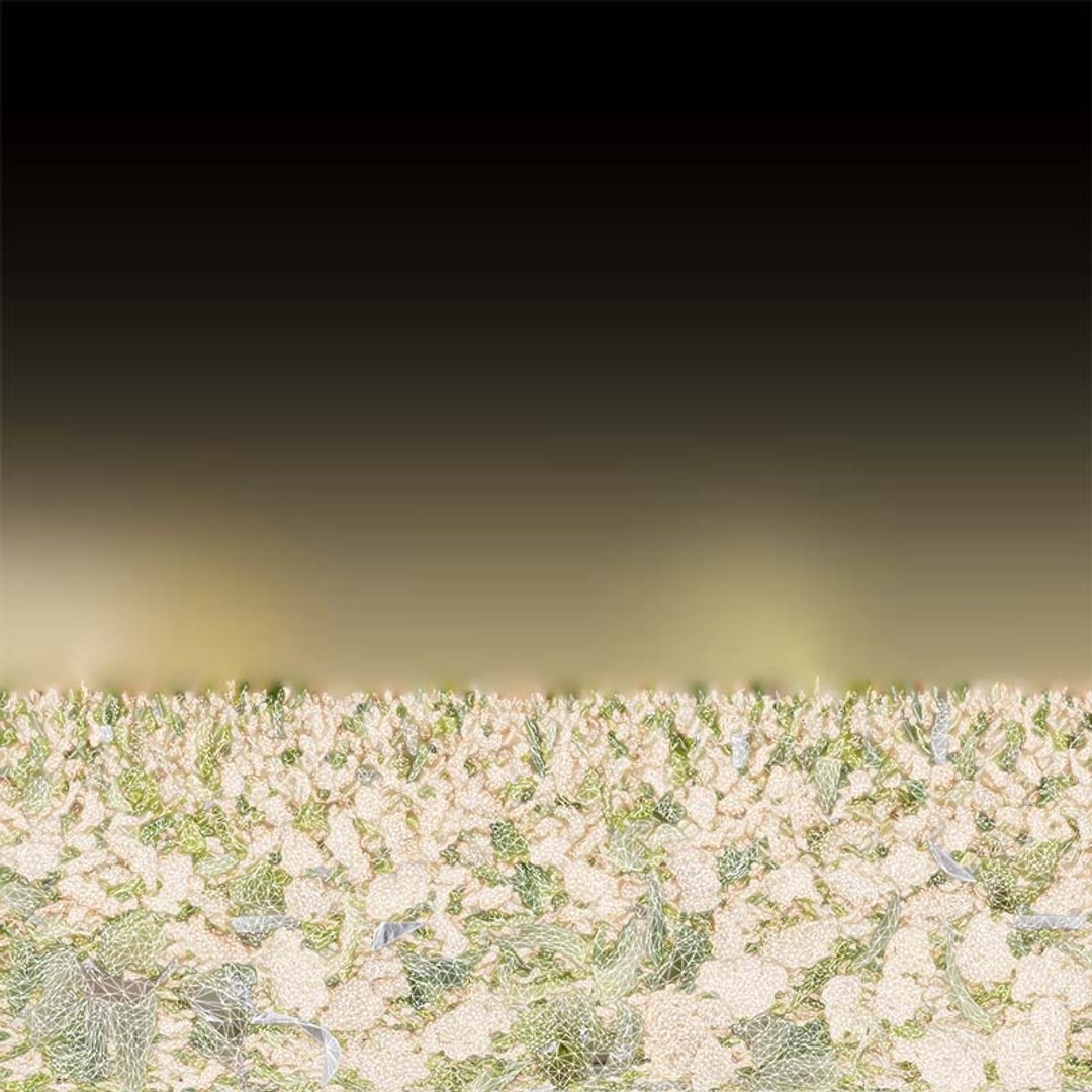 Cauliflower Remastered 3D model https://p.turbosquid.com/ts-thumb/f7/XGjlw4/SP/cauliflower_uv/jpg/1740360580/1920x1080/fit_q87/c8b66110a6b458d14b7faacaca7da98c775521a5/cauliflower_uv.jpg