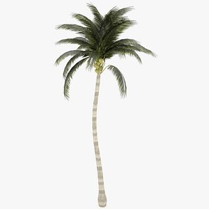 Coconut Tree 01 (low poly)