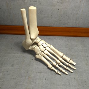 3d model human foot bone