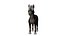 Harvey The Donkey