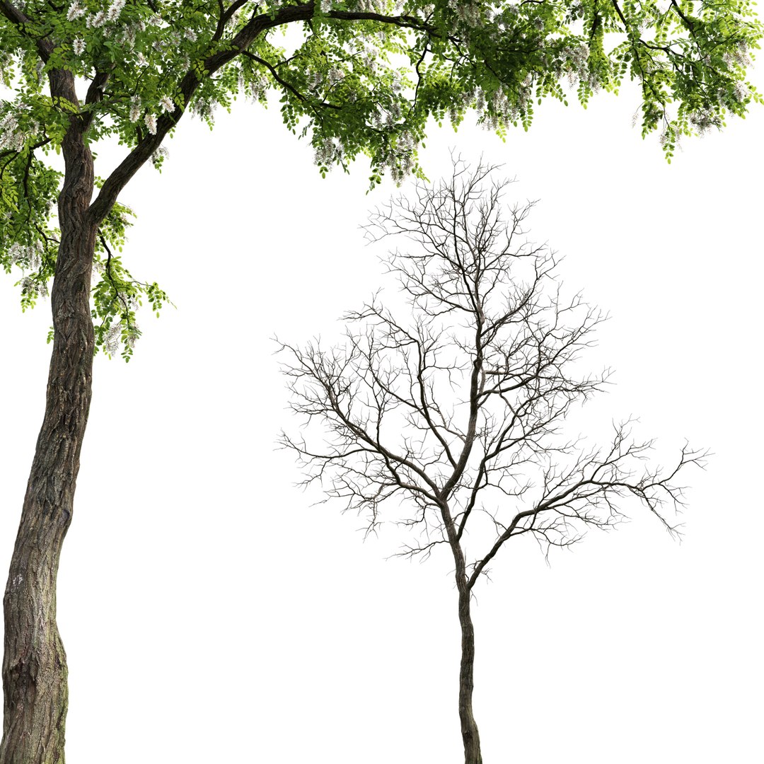3D trees robinia pseudoacacia 1 https://p.turbosquid.com/ts-thumb/f7/xAu6cz/1K1HcL7P/3/jpg/1584978292/1920x1080/fit_q87/c9f5378497d1a244acf5ad5c2bc62693c1a60071/3.jpg