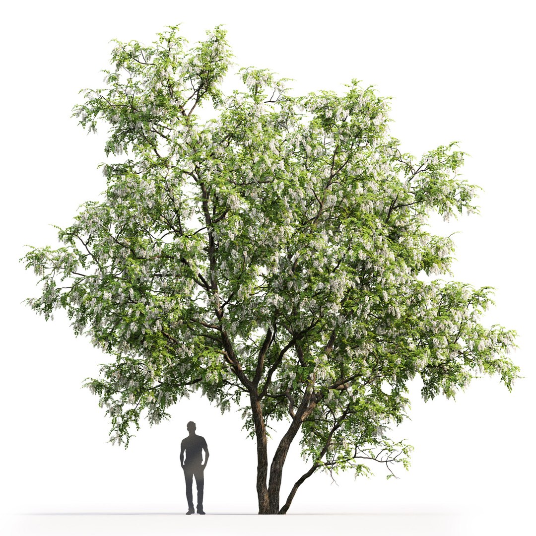 3D trees robinia pseudoacacia 1 https://p.turbosquid.com/ts-thumb/f7/xAu6cz/G8jnxdEp/2/jpg/1584978271/1920x1080/fit_q87/9493d6be6d97e2502c7bb6d78181a98fa1066892/2.jpg