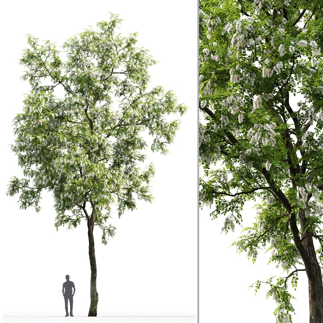 3D trees robinia pseudoacacia 1 https://p.turbosquid.com/ts-thumb/f7/xAu6cz/O5HeNUrj/2/jpg/1584978151/1920x1080/fit_q87/20a27f460e8e34f6cd7791f1de0b6d89f86d5e58/2.jpg
