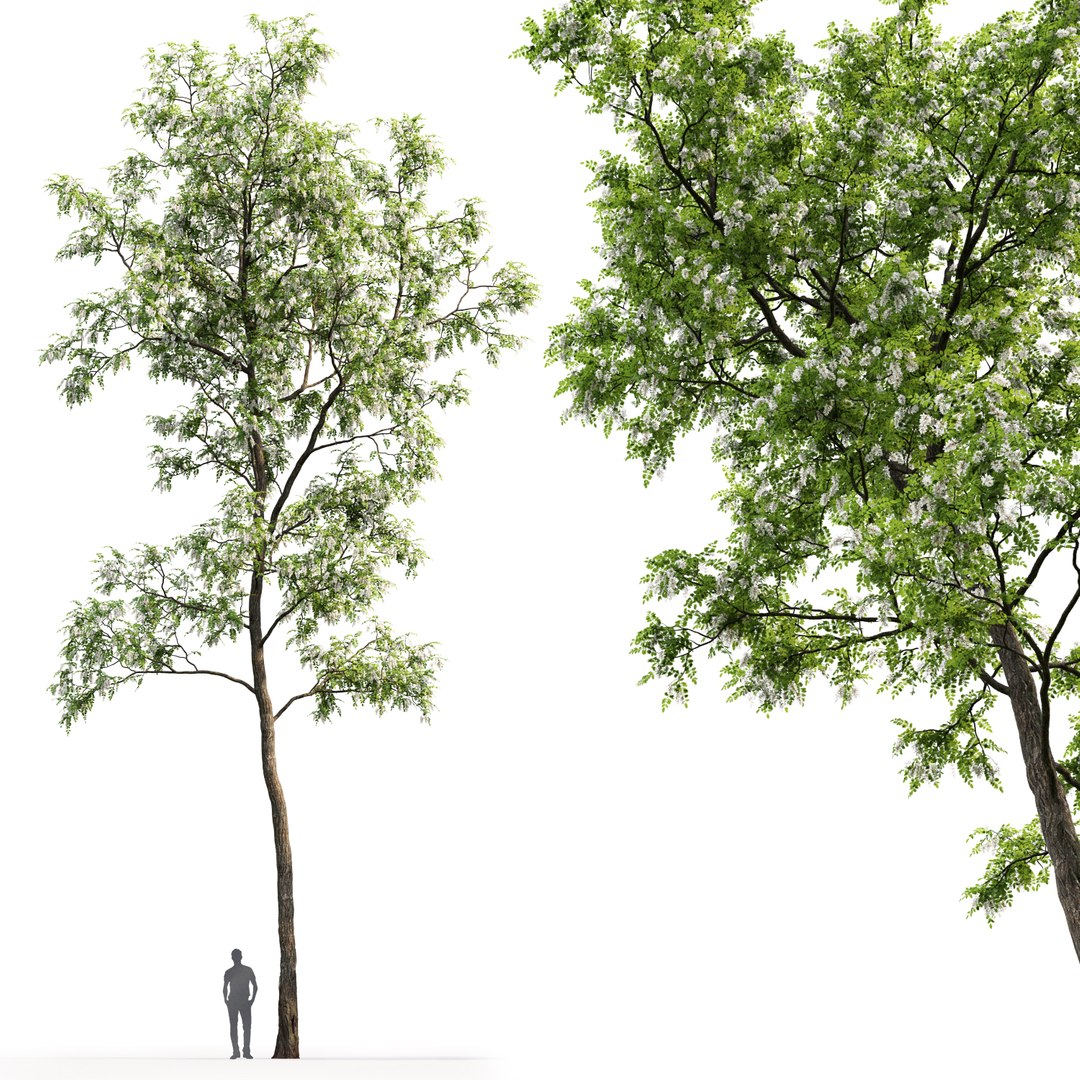 3D trees robinia pseudoacacia 1 https://p.turbosquid.com/ts-thumb/f7/xAu6cz/eEkwhGV5/2/jpg/1584978257/1920x1080/fit_q87/b7af25d62e5fcd9abbc4b55f0832e95f77e32e16/2.jpg
