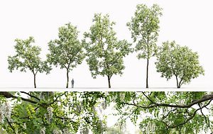 3D trees robinia pseudoacacia 1