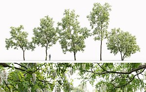 Robinia Pseudoacacia Pack #1