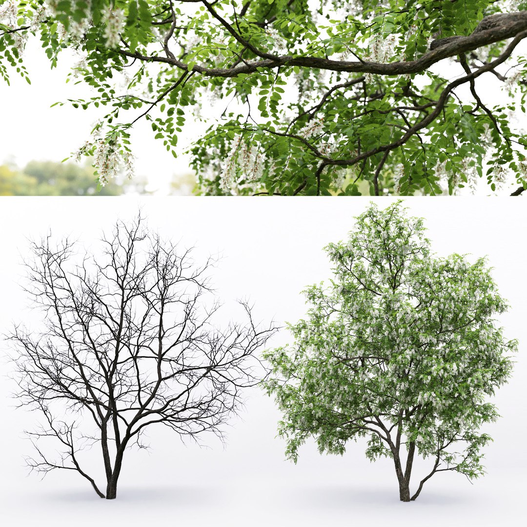 3D trees robinia pseudoacacia 1 https://p.turbosquid.com/ts-thumb/f7/xAu6cz/rHI5eICx/3/jpg/1584978356/1920x1080/fit_q87/463745765aa234646d62456aa9d4f7b1f1f0a3fe/3.jpg