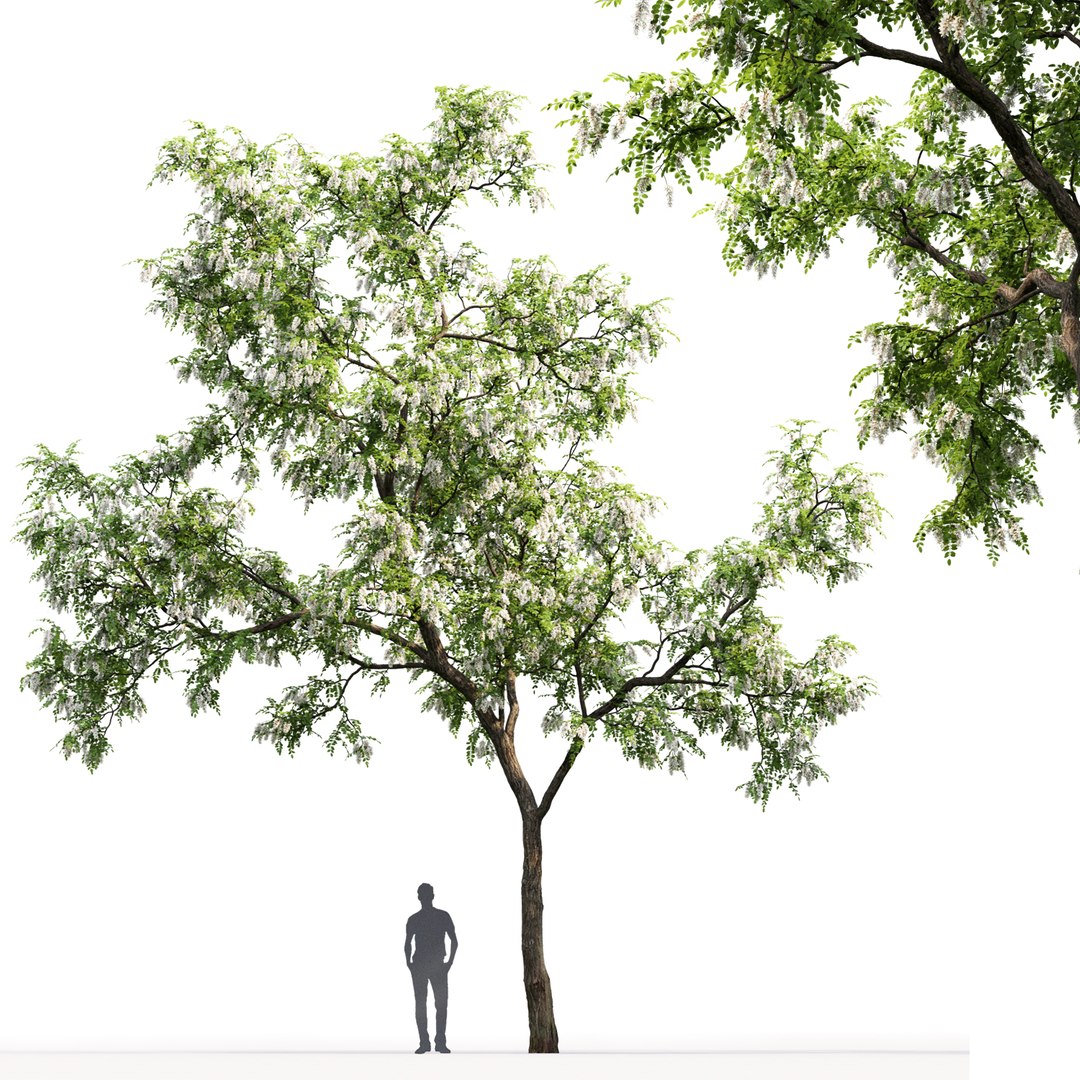 3D trees robinia pseudoacacia 1 https://p.turbosquid.com/ts-thumb/f7/xAu6cz/x43FTfbn/2/jpg/1584978127/1920x1080/fit_q87/88219aee36e117b8fef44897c8a7e4e3248b958e/2.jpg