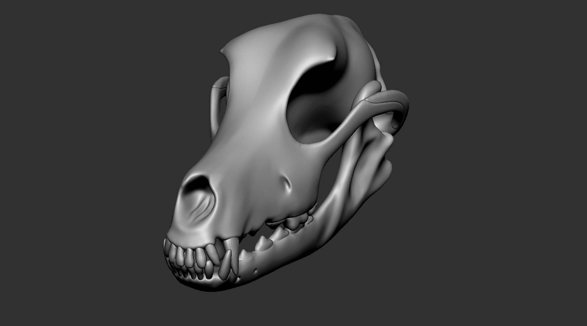dog skull anatomy animal 3D model https://p.turbosquid.com/ts-thumb/f8/3jaGHM/S27lBnP2/9/jpg/1573908353/1920x1080/fit_q87/e41933c594de1b08de3e2e6e239abec78a262bb4/9.jpg