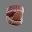 3d human teeth head
