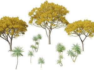 3D model Highpoly LowPoly - Schizolobium parahyba - Brazilian Fern Tree