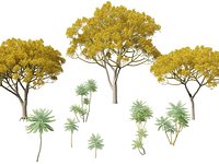 Highpoly LowPoly - Schizolobium parahyba - Brazilian Fern Tree