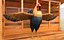 Gallinero