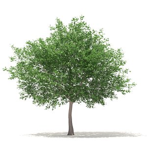 3D white oak 10 6m model