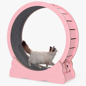Ragdoll Cat Walking on Exercise Wheel Fur for Cinema 4D