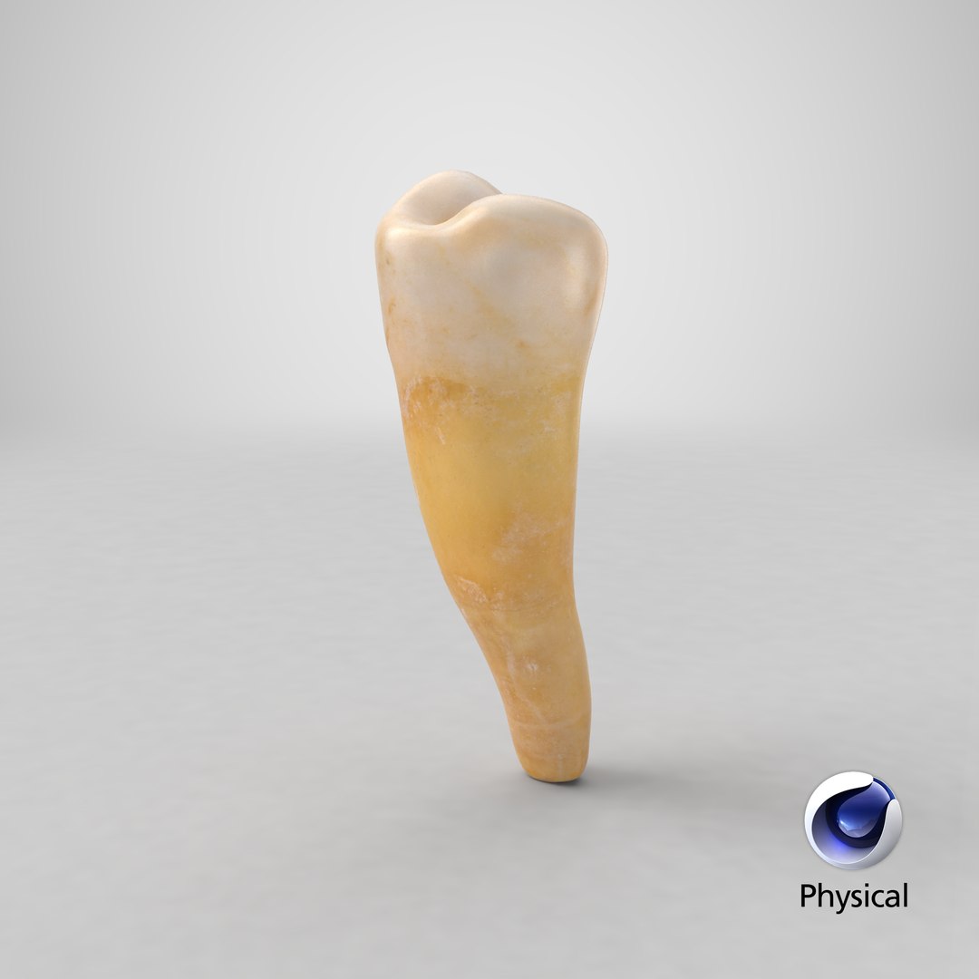 premolar lower jaw 01 3D model https://p.turbosquid.com/ts-thumb/f8/ph3S86/JXORf1jr/stemcell_cinema_4d_physical_render/png/1582708979/1920x1080/fit_q87/079d39b8c2265507d313fc4b5a8af23d57c4c084/stemcell_cinema_4d_physical_render.jpg