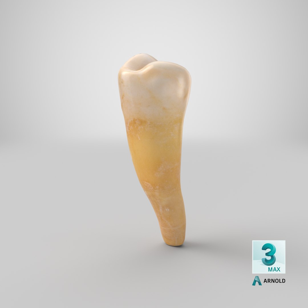 premolar lower jaw 01 3D model https://p.turbosquid.com/ts-thumb/f8/ph3S86/yD7KExtb/stemcell_max_arnold_render/png/1582708991/1920x1080/fit_q87/5951cd92518b7a77ec822bd4807ec56b83916a13/stemcell_max_arnold_render.jpg