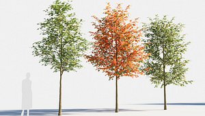Acer saccharinum-2 3D model