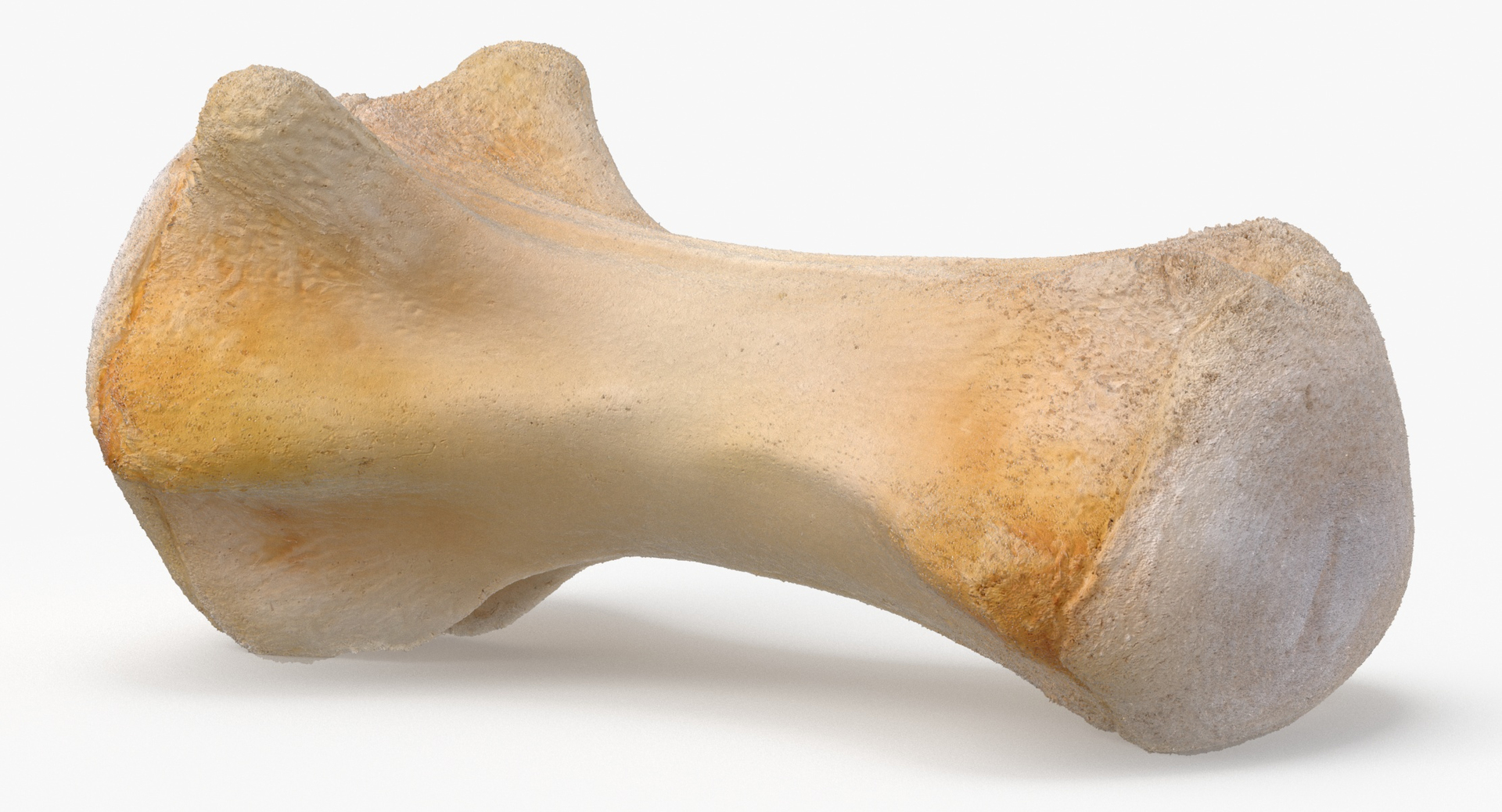 Kangaroo Red Necked Wallaby Caudal Vertebrae Cd6 3D model https://p.turbosquid.com/ts-thumb/f9/1cOUzR/99/z0000/jpg/1695733112/1920x1080/turn_fit_q99/647776782a9650d9dfa3e3a228fb1a118213b3d0/z0000-1.jpg