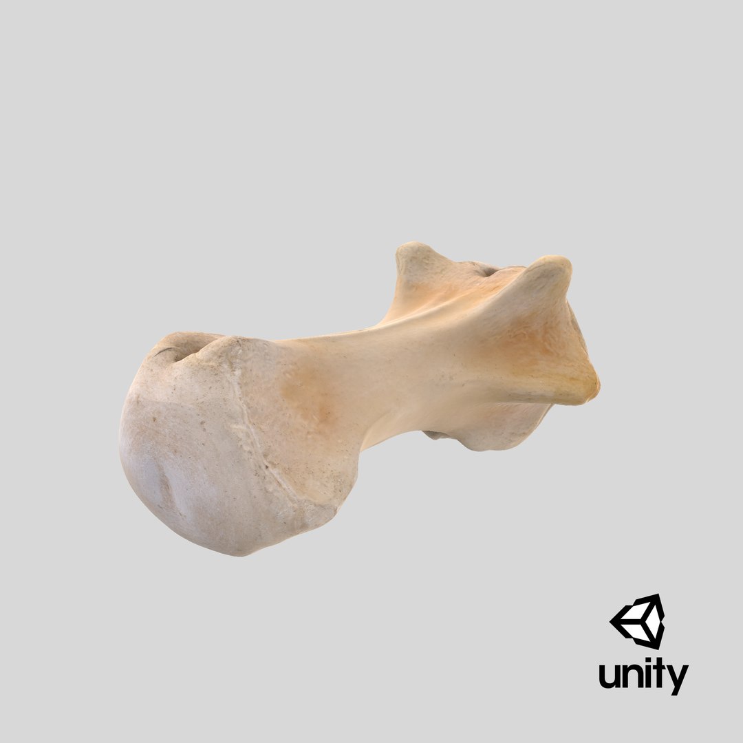 Kangaroo Red Necked Wallaby Caudal Vertebrae Cd6 3D model https://p.turbosquid.com/ts-thumb/f9/1cOUzR/a3/stemcell_unity_render/png/1701688970/1920x1080/fit_q87/2b0264832f34f2a8cc5b49e8a206f30e5fc11d18/stemcell_unity_render.jpg