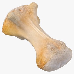 Kangaroo Red Necked Wallaby Caudal Vertebrae Cd6