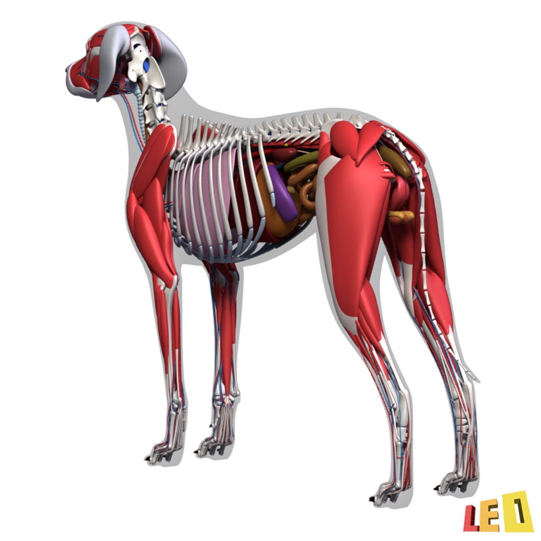 dog anatomy dalmatian 3ds https://p.turbosquid.com/ts-thumb/f9/7MEuZe/3gGVVIyP/dog_anatomy_leo3dmodels_15/jpg/1359715572/1920x1080/fit_q87/decfca427358adb21bd3ed7a25b1e4c43fc33729/dog_anatomy_leo3dmodels_15.jpg