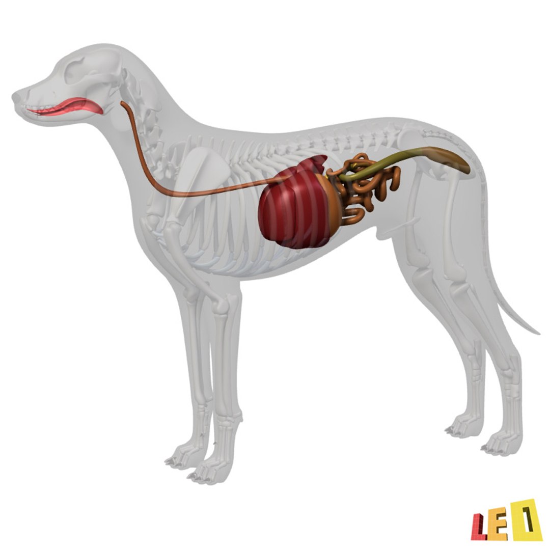 dog anatomy dalmatian 3ds https://p.turbosquid.com/ts-thumb/f9/7MEuZe/4x5vj4Xx/dog_anatomy_leo3dmodels_09/jpg/1359715572/1920x1080/fit_q87/5045f524deec482674f5eafacdb845d8f32833f3/dog_anatomy_leo3dmodels_09.jpg