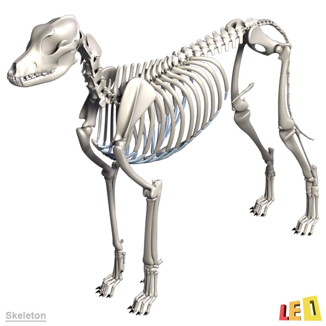 dog anatomy dalmatian 3ds https://p.turbosquid.com/ts-thumb/f9/7MEuZe/8UNto3ZE/dog_anatomy_leo3dmodels_21/jpg/1359715572/1920x1080/fit_q87/49e024aa88897fc85db7d8d0b6f7a1587ecba885/dog_anatomy_leo3dmodels_21.jpg