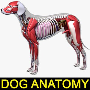 dog anatomy dalmatian 3ds