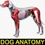 dog anatomy dalmatian 3ds