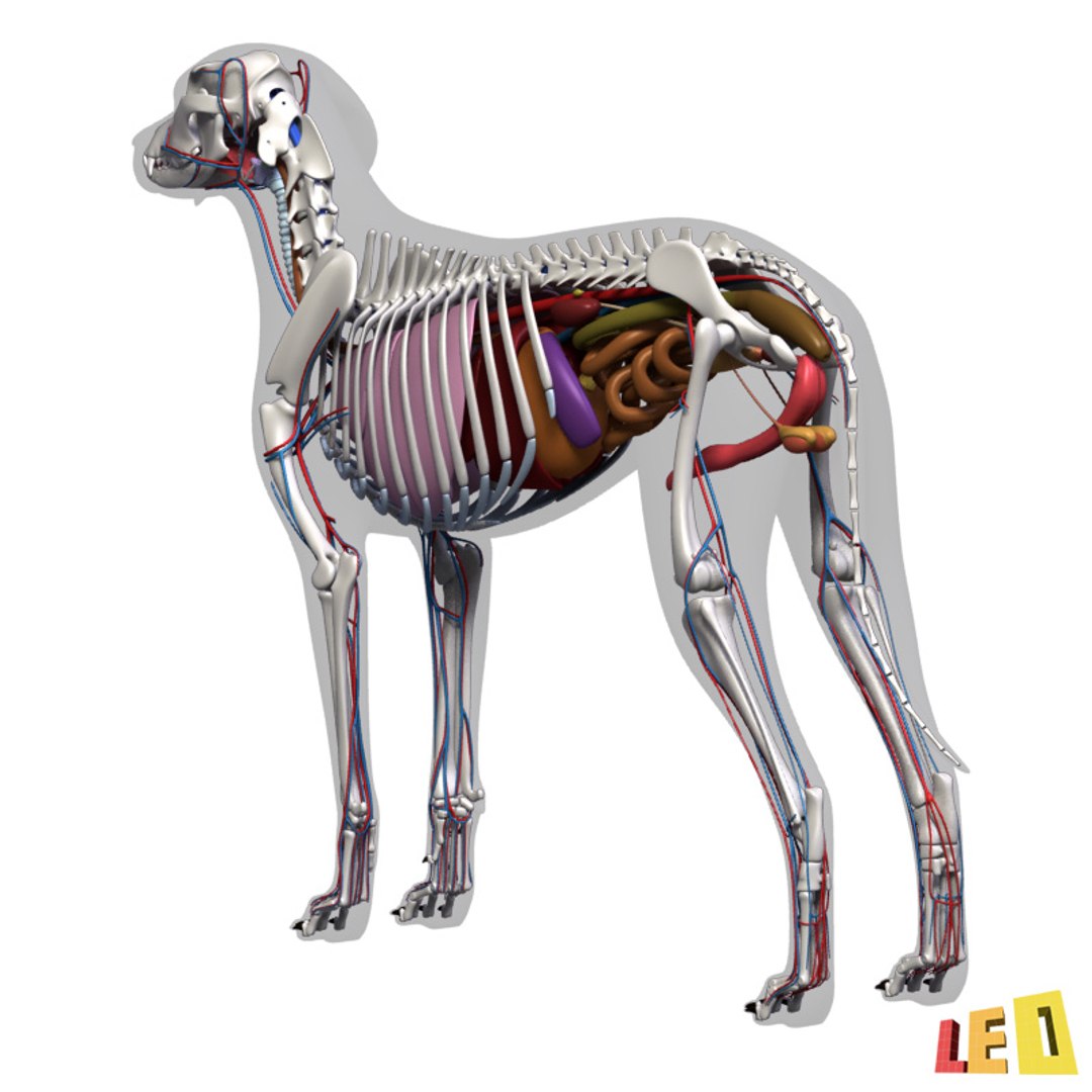 dog anatomy dalmatian 3ds https://p.turbosquid.com/ts-thumb/f9/7MEuZe/CN0qiICX/dog_anatomy_leo3dmodels_16/jpg/1359715572/1920x1080/fit_q87/7a20ff730a24bc1585420330967c17de4c3e6c8a/dog_anatomy_leo3dmodels_16.jpg