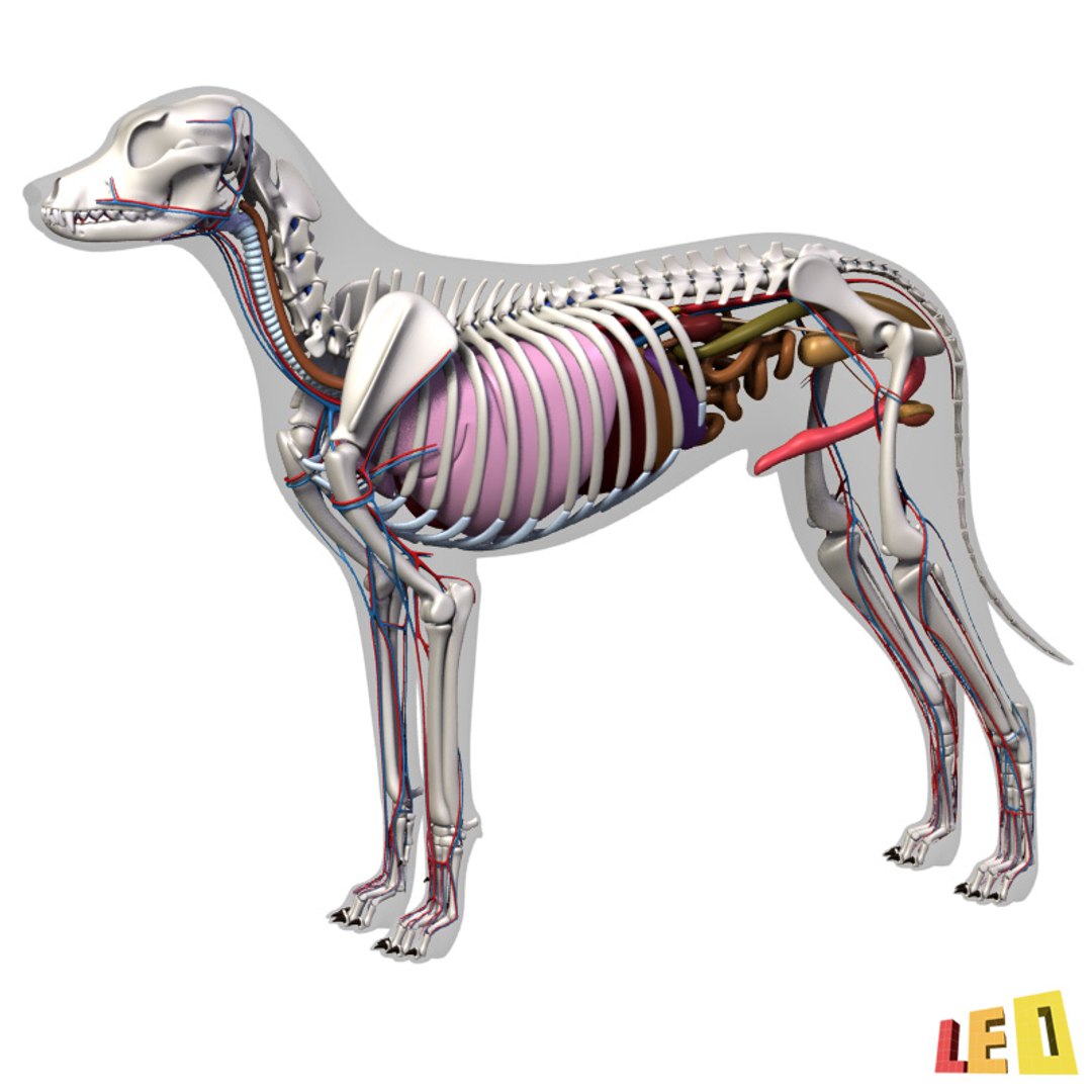 dog anatomy dalmatian 3ds https://p.turbosquid.com/ts-thumb/f9/7MEuZe/G8F7aiXz/dog_anatomy_leo3dmodels_06/jpg/1359715572/1920x1080/fit_q87/1b94ab35474ba59687a2a8d1f6048ce684a06fba/dog_anatomy_leo3dmodels_06.jpg