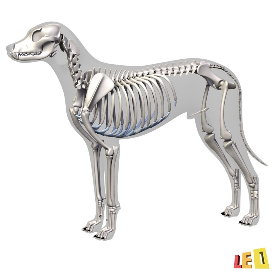 dog anatomy dalmatian 3ds https://p.turbosquid.com/ts-thumb/f9/7MEuZe/JYNZ5NMK/dog_anatomy_leo3dmodels_07/jpg/1359715572/1920x1080/fit_q87/9c409b1921f91d844a6b158b42bd0c7201445756/dog_anatomy_leo3dmodels_07.jpg