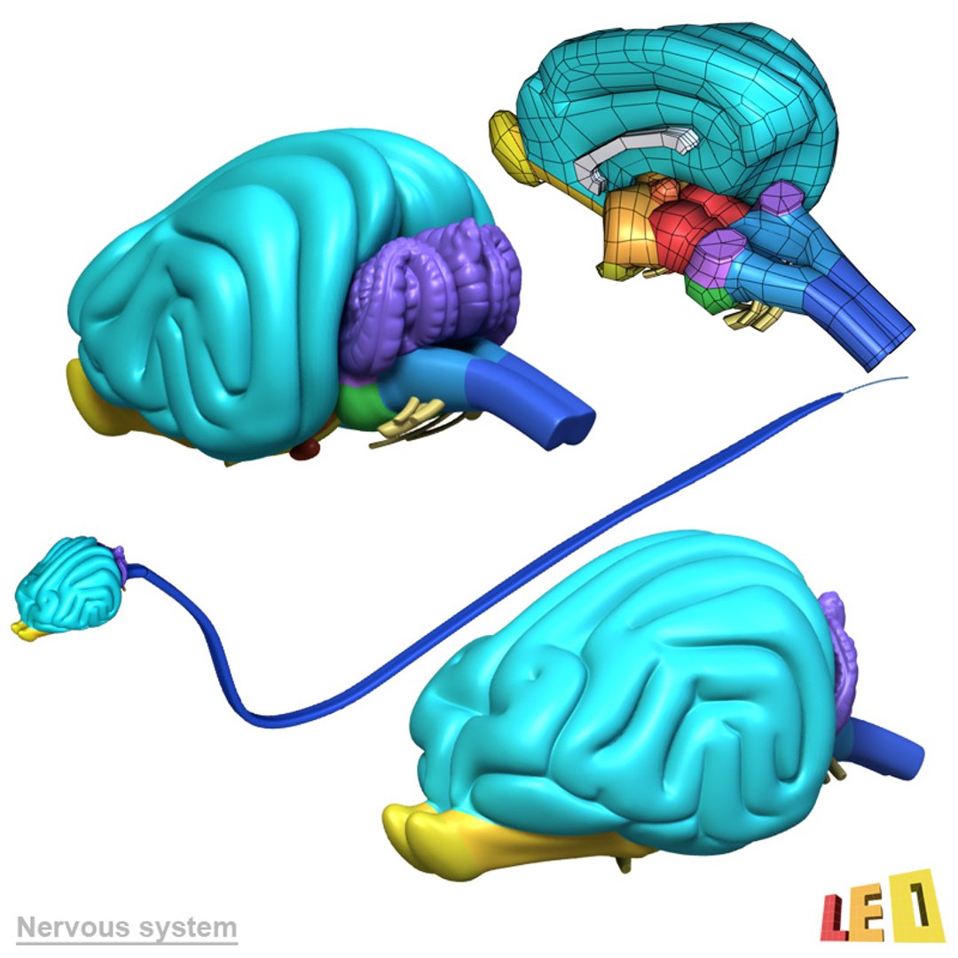 dog anatomy dalmatian 3ds https://p.turbosquid.com/ts-thumb/f9/7MEuZe/KsETyE59/dog_anatomy_leo3dmodels_20/jpg/1359715572/1920x1080/fit_q87/94d70950628642f98b41e427abccbb9955a4e061/dog_anatomy_leo3dmodels_20.jpg