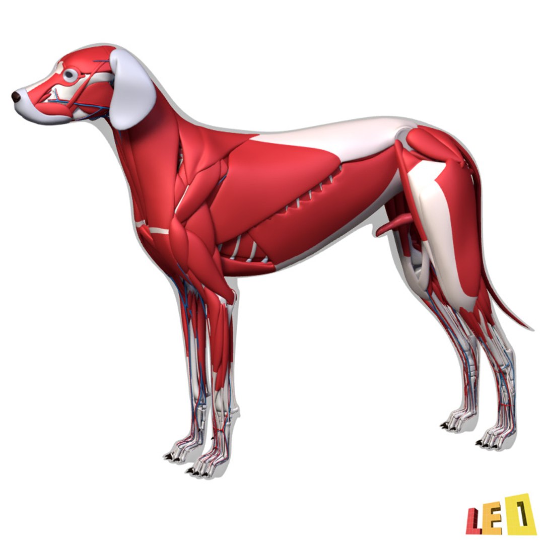 dog anatomy dalmatian 3ds https://p.turbosquid.com/ts-thumb/f9/7MEuZe/LxyLxMzb/dog_anatomy_leo3dmodels_03/jpg/1359715572/1920x1080/fit_q87/04ead8ceb2e7122584625a280fdacc81c84c09f2/dog_anatomy_leo3dmodels_03.jpg