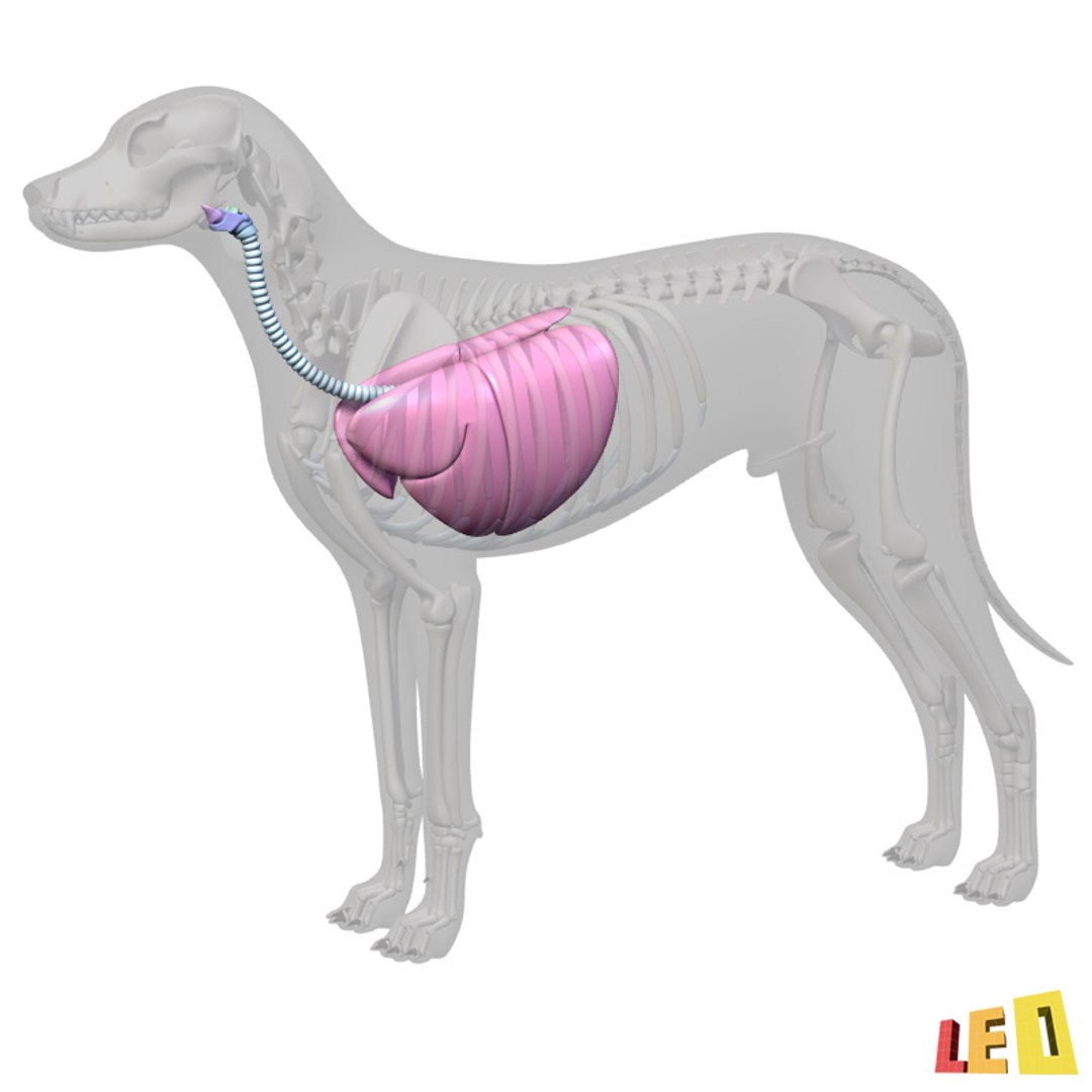 dog anatomy dalmatian 3ds https://p.turbosquid.com/ts-thumb/f9/7MEuZe/RUSwZsg8/dog_anatomy_leo3dmodels_08/jpg/1359715572/1920x1080/fit_q87/eed280f2dc25973e1171cd2c2f35ec77a38a5ed9/dog_anatomy_leo3dmodels_08.jpg