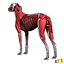 Dog Anatomy (Dalmatian)_Color