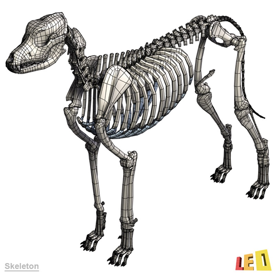 dog anatomy dalmatian 3ds https://p.turbosquid.com/ts-thumb/f9/7MEuZe/VuJ12ka8/dog_anatomy_leo3dmodels_22/jpg/1359715572/1920x1080/fit_q87/03e04a55881027f846e1cdad545a6140c4b31359/dog_anatomy_leo3dmodels_22.jpg