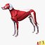 Dog Anatomy (Dalmatian)_Color