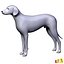 Dog Anatomy (Dalmatian)_Color